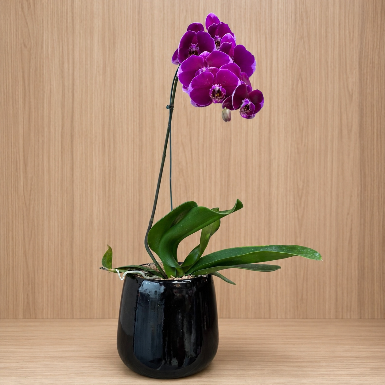 Orquidea Roxa